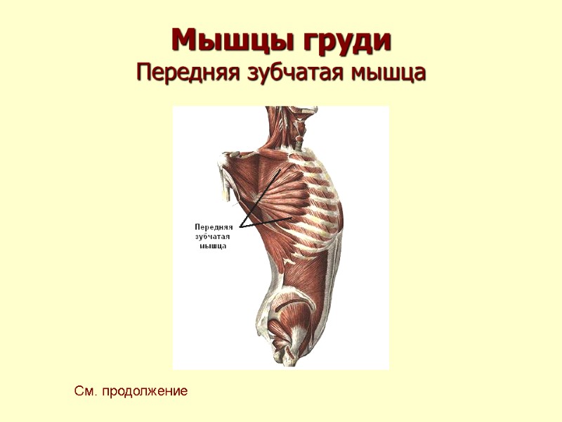 Мышцы груди Передняя зубчатая мышца См. продолжение